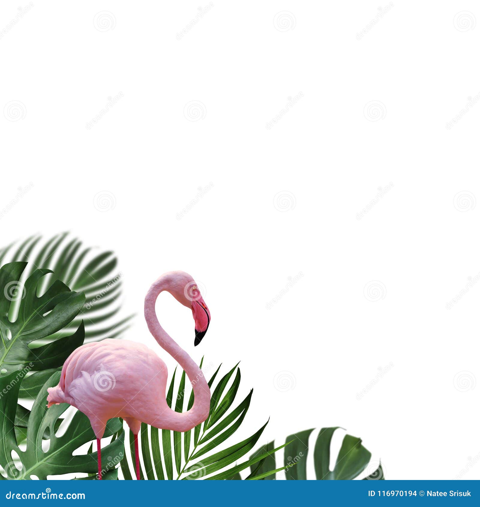 Details about   Florida Flamingo Palm Trees Souvenir Blank Vintage 