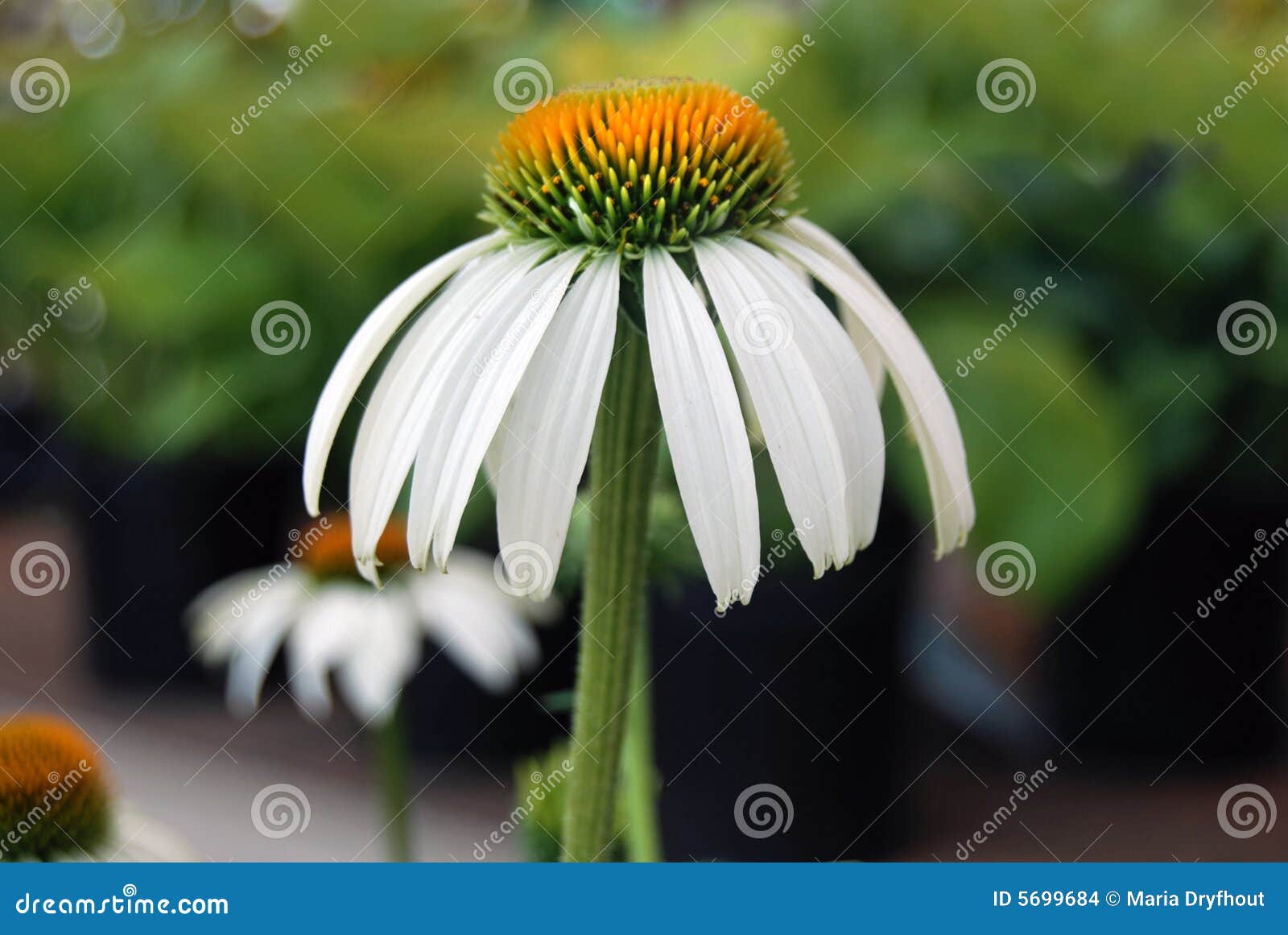 Summer Cone Bloom stock photo. Image of bloom, natural 5699684