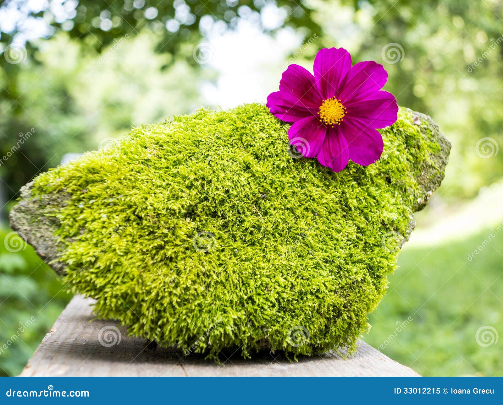 Summer Cosmos Flower on Moss Stone Stock Image Image of nature, bipinnatus 33012215