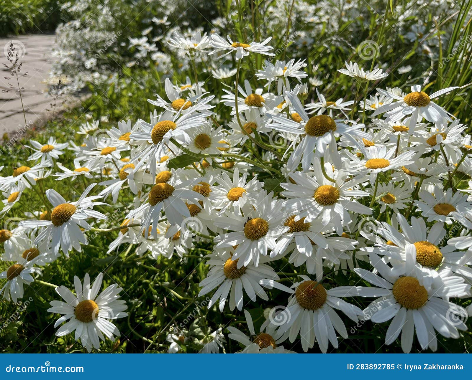 In Summer, Daisies Bloom Together in the Garden Stock Image Image of