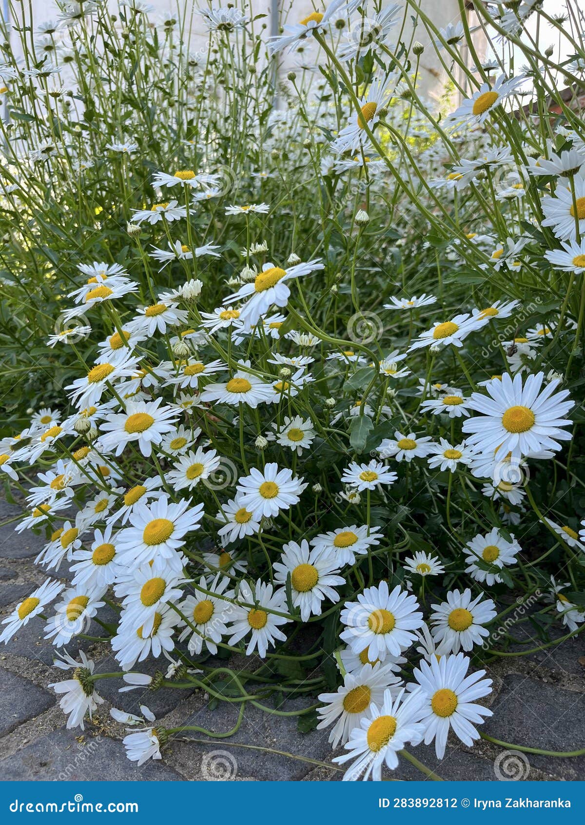 In Summer, Daisies Bloom Together in the Garden Stock Photo Image of