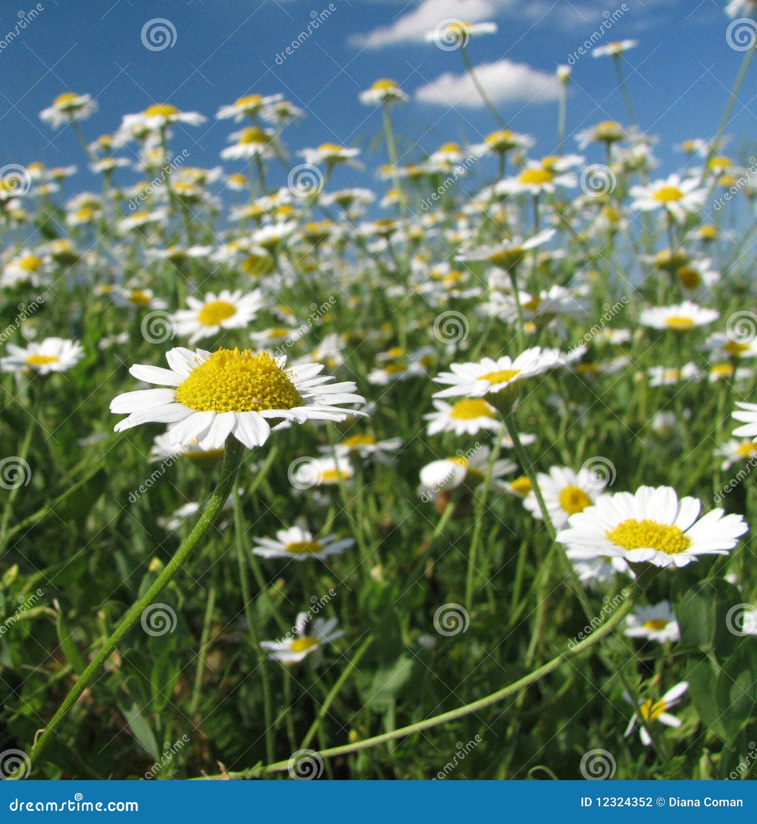 Summer daisies field stock photo. Image of fields, grass 12324352