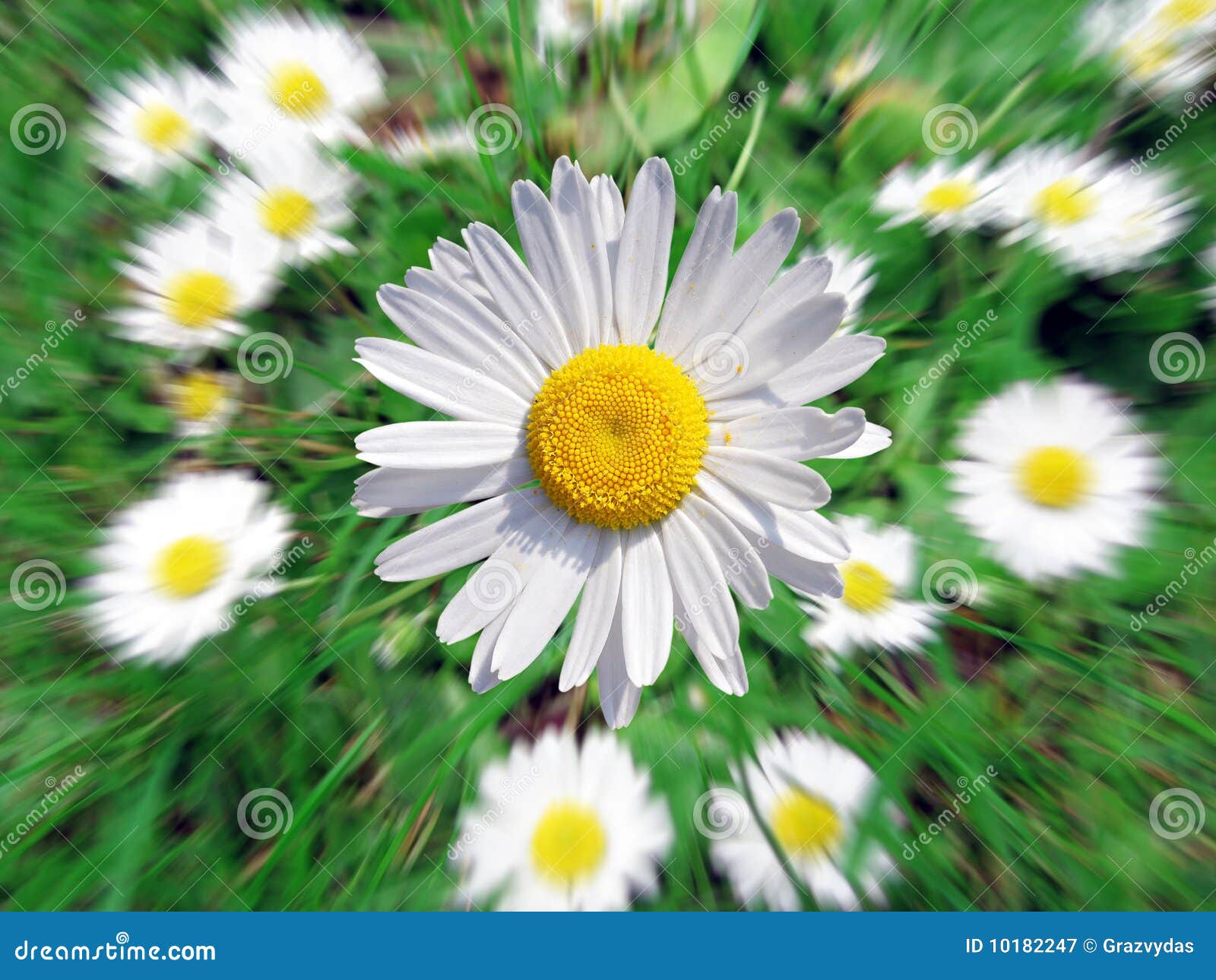 Summer Daisies Growing in a Green Meadow Stock Image Image of grass