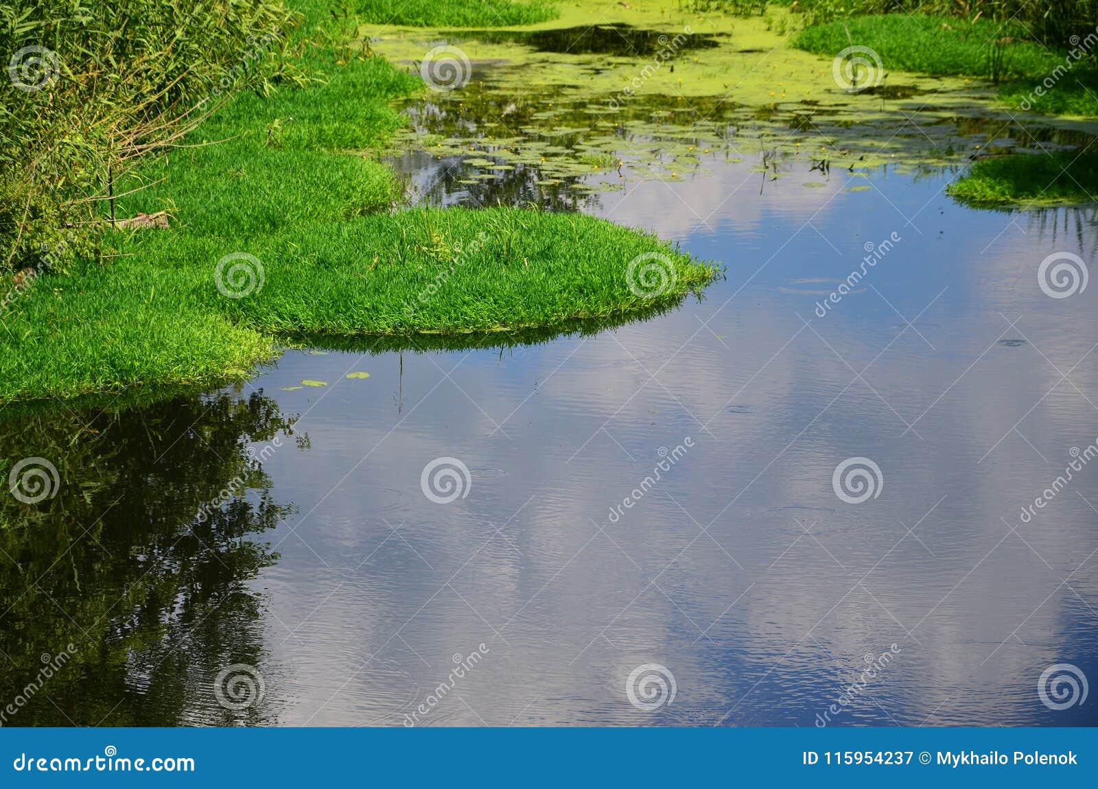 summer day landscape with a large swamp dotted with green duckweed and marsh vegetatio