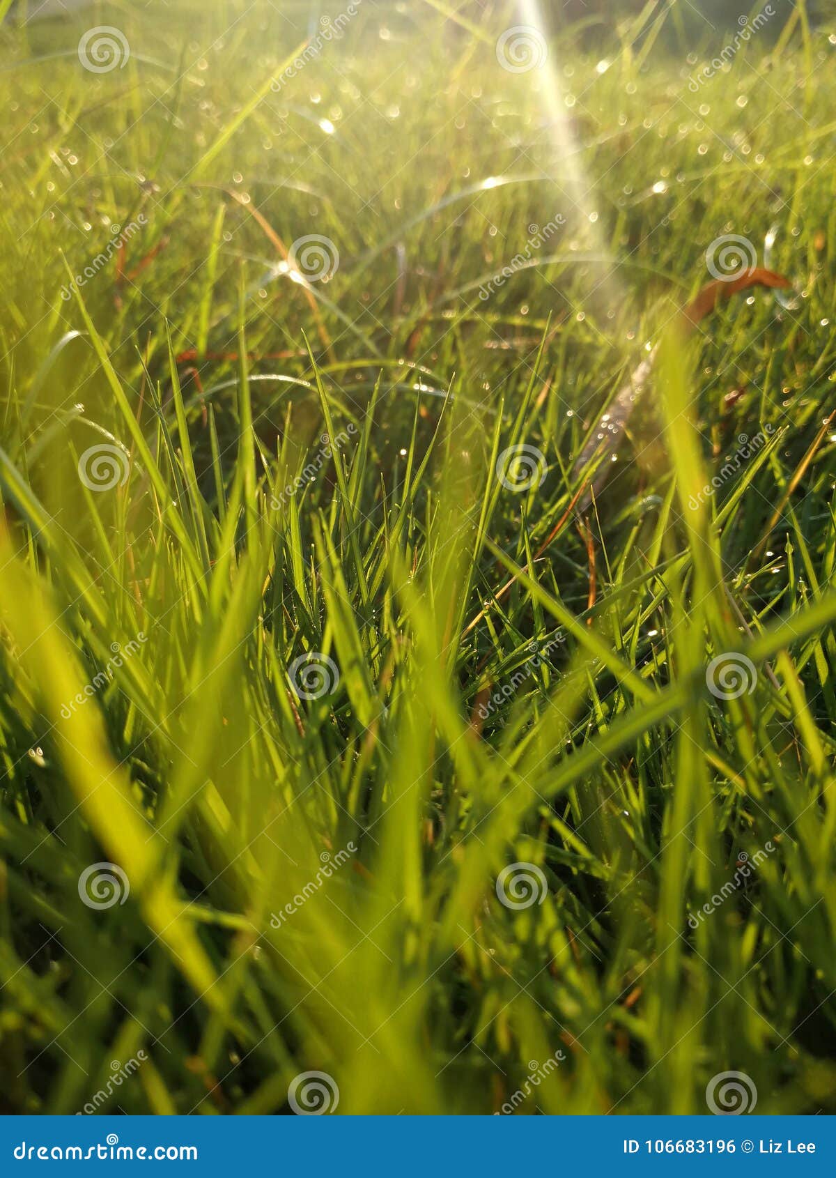 List 99+ Images why is there dew on the grass in the morning Full HD, 2k, 4k