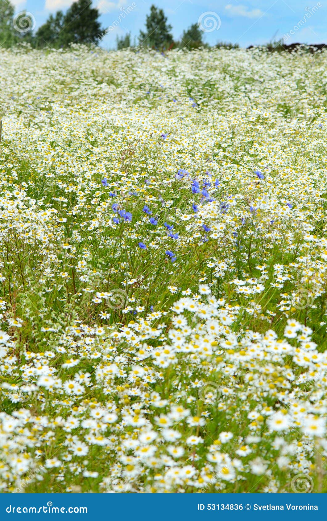 Summer field with daisies stock photo. Image of bright 53134836