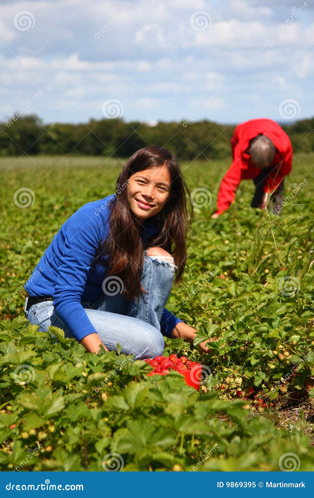 Summer Field Girl Working Picking Strawberries Royalty Free Stock Photo