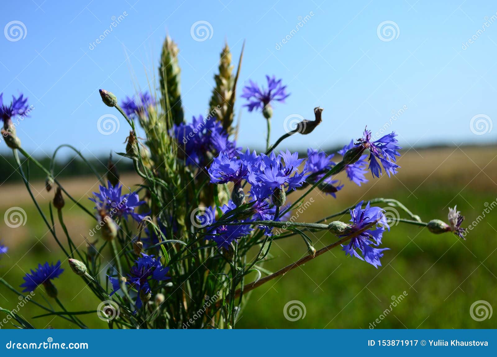 Summer Field with Wild Flowers on a Sunny Day Stock Image - Image of ...