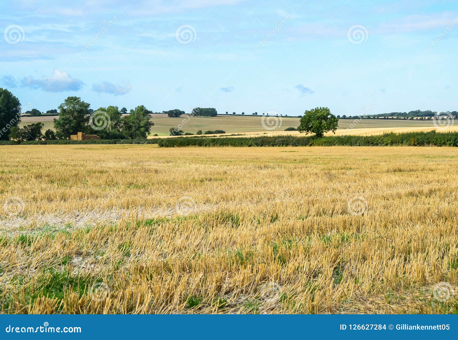 Summer Landscape with Stubble Fields and Trees Stock Photo - Image of ...