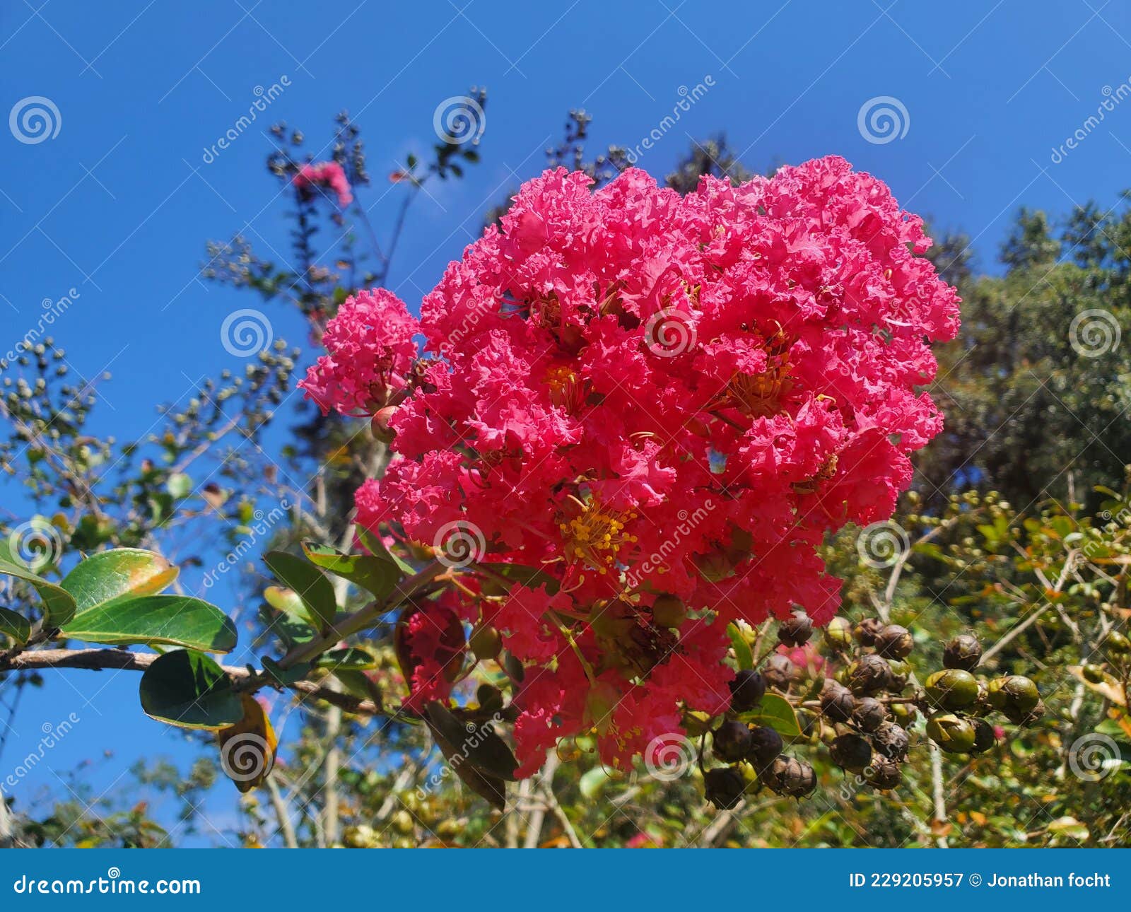Summer florida flower stock image. Image of blossom 229205957