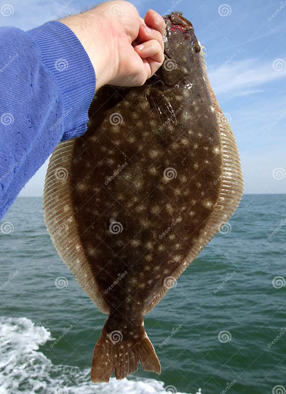 Summer Flounder in Hand stock photo. Image of fish, mouth 6297146
