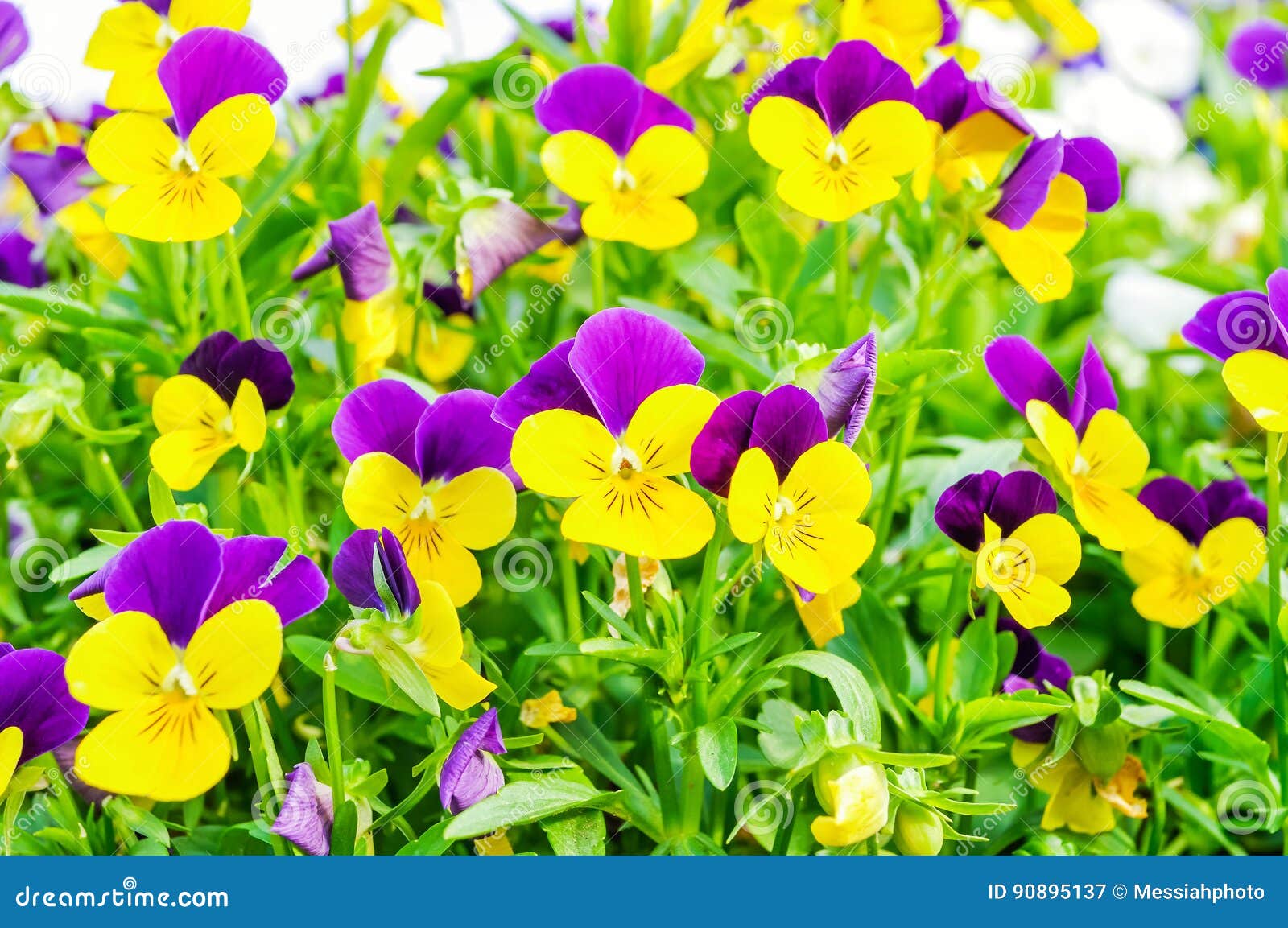 summer-flower-background-field-pink-yellow-blue-summer-pansies-nature-lilac-landscape-blooming-flowers-90895137.jpg
