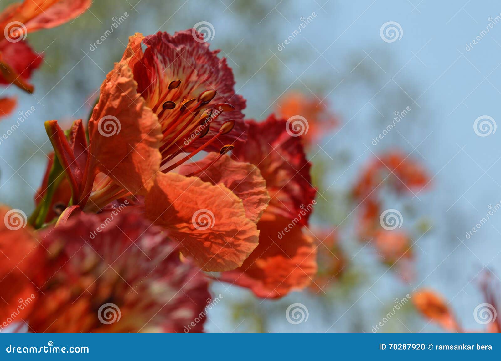 Summer flower krishnachura stock photo. Image of flowers 70287920