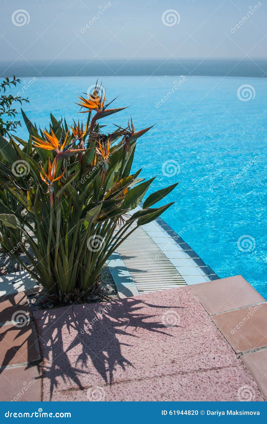 Summer Flowers, Andalusia, Spain Stock Photo Image of scene