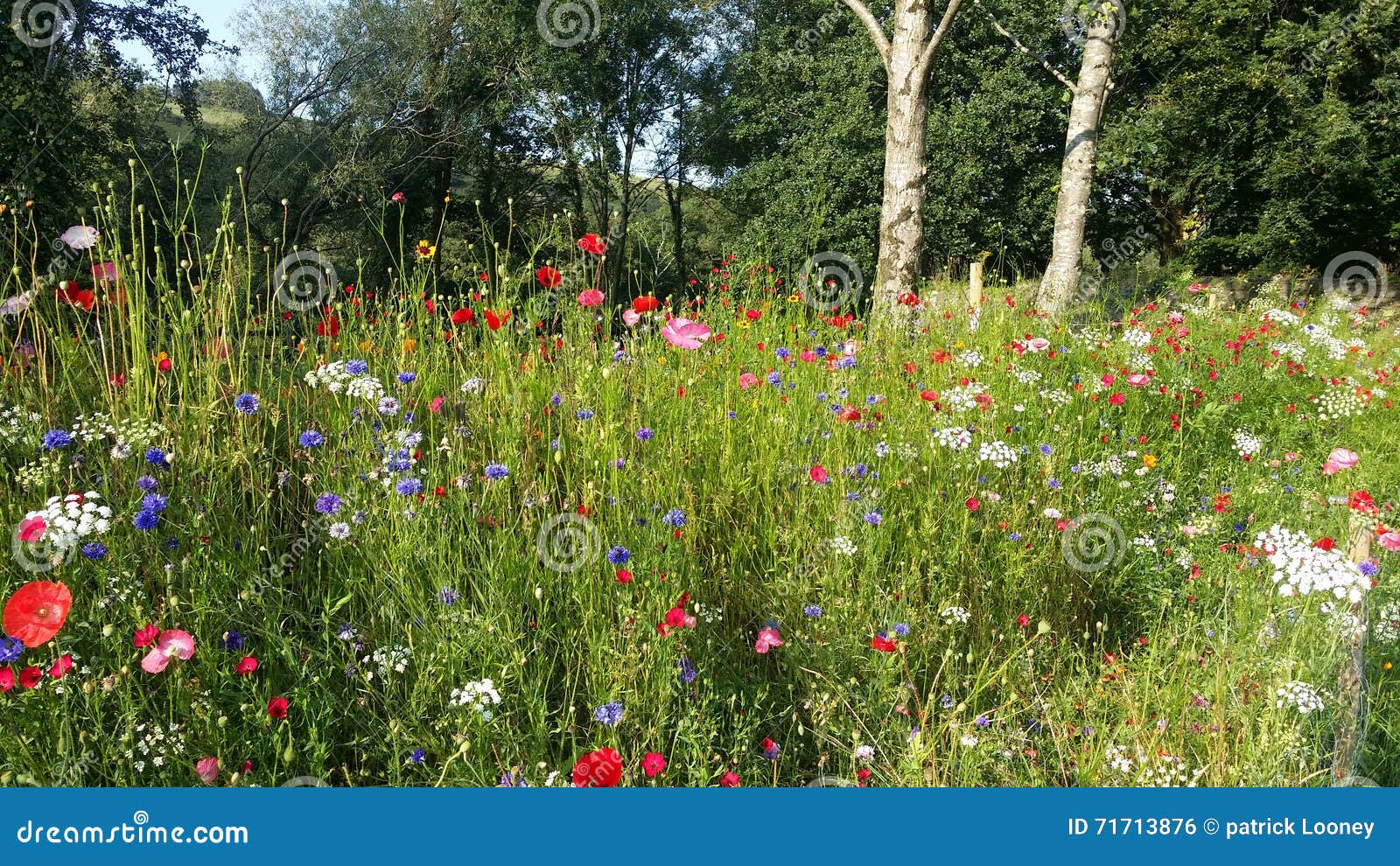 Summer flowers in Ireland stock photo. Image of summer 71713876