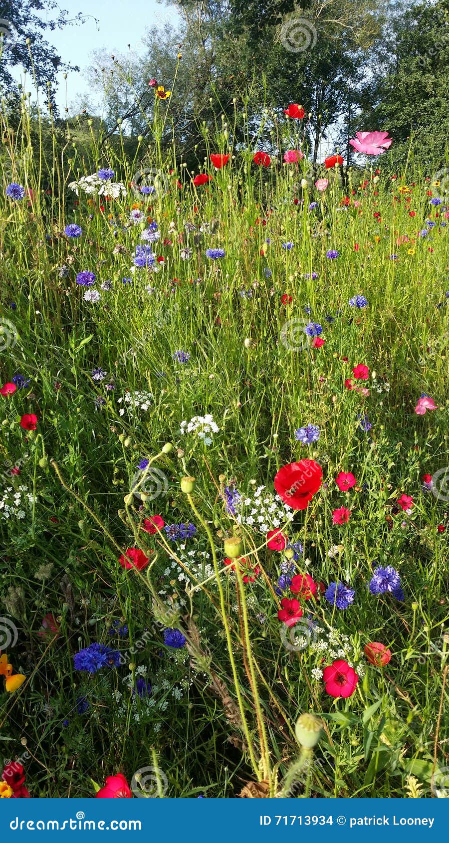 Summer flowers stock photo. Image of summer, county, ireland 71713934