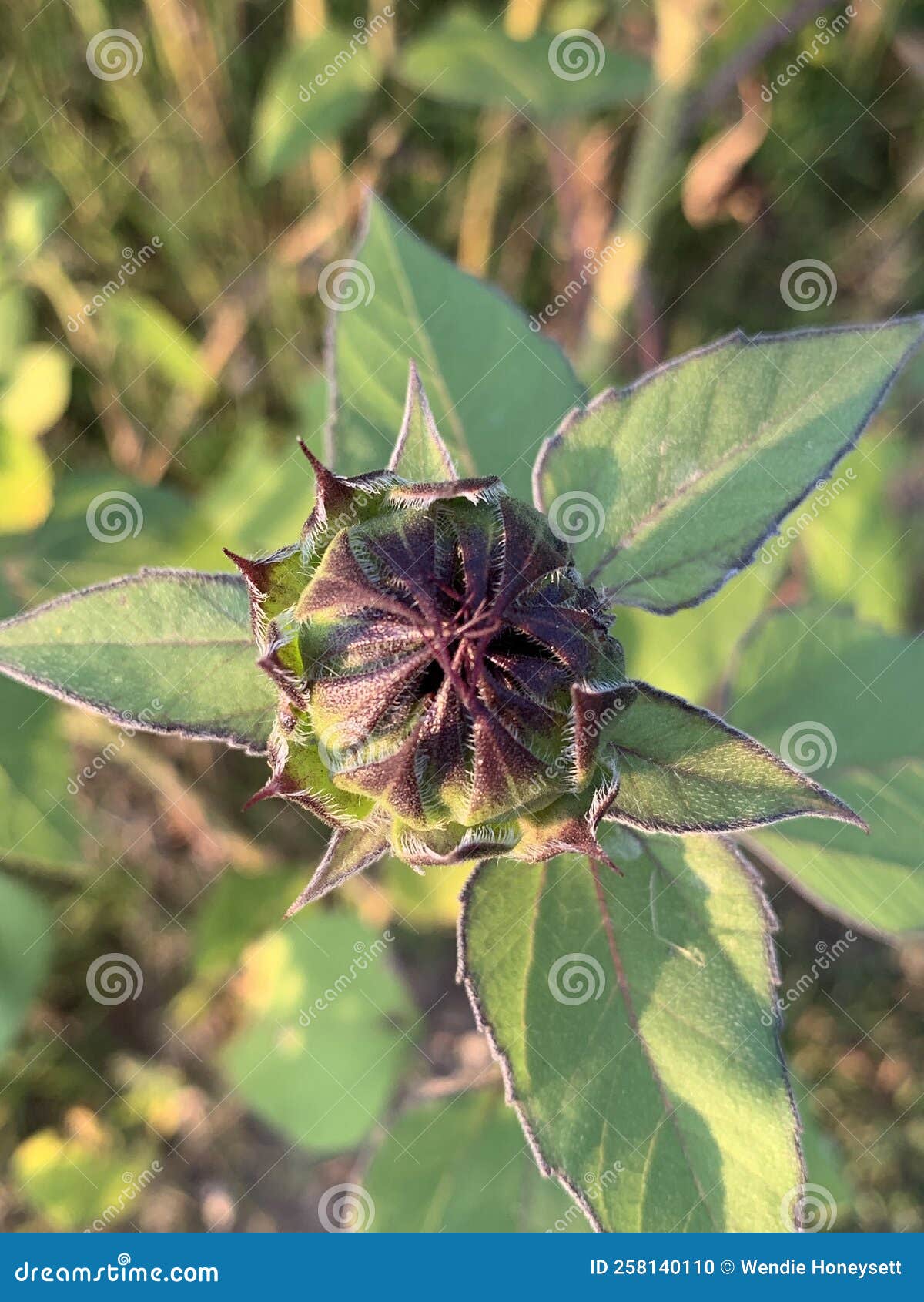 Summer flowers stock photo. Image of sunflowers, michigan 258140110