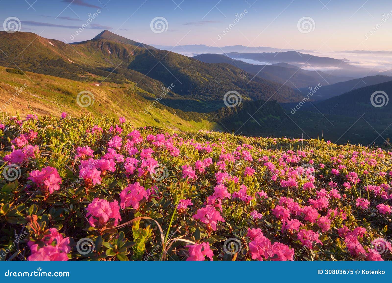 Summer Flowers In The Mountains Stock Photo Image 39803675