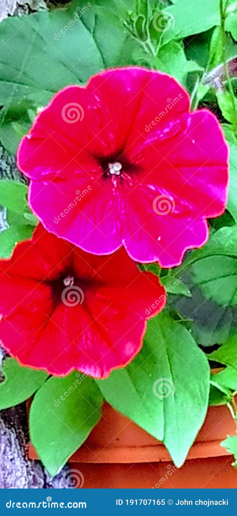 Summer flowers in the sun stock image. Image of leaf 191707165