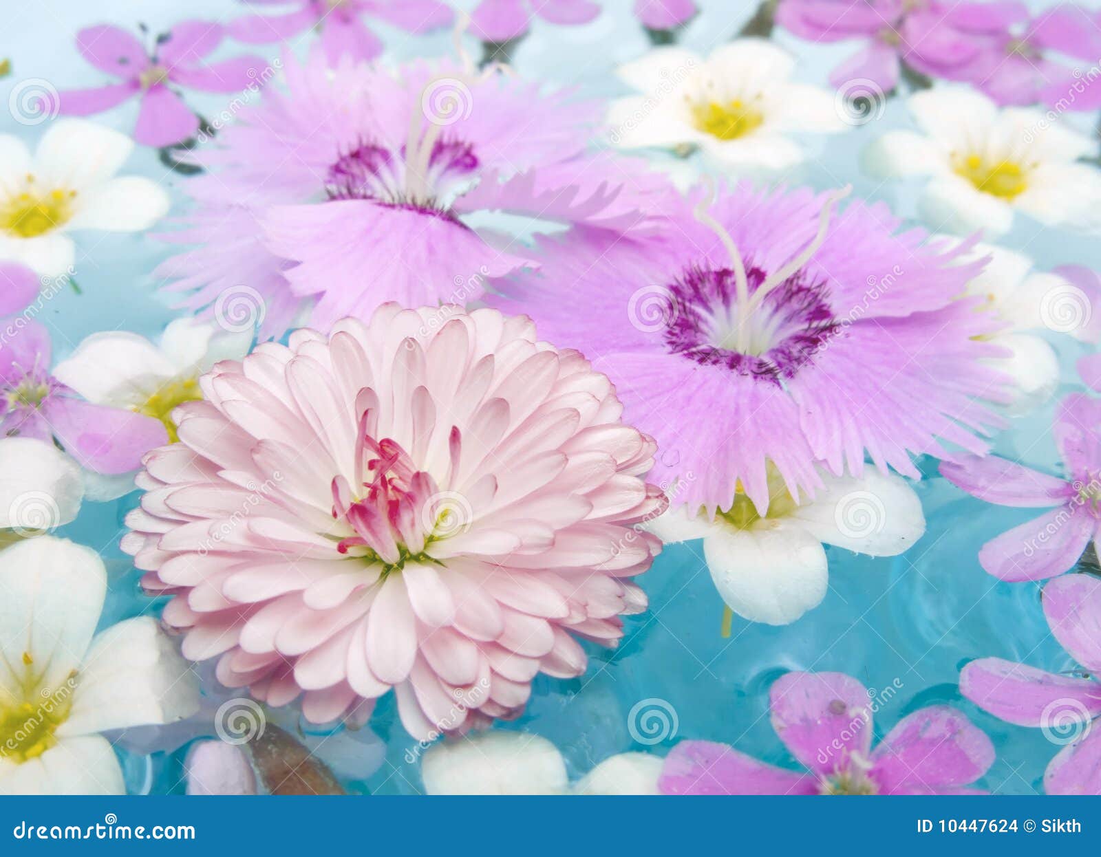 Summer Flowers on the Water Stock Photo Image of girl, close 10447624
