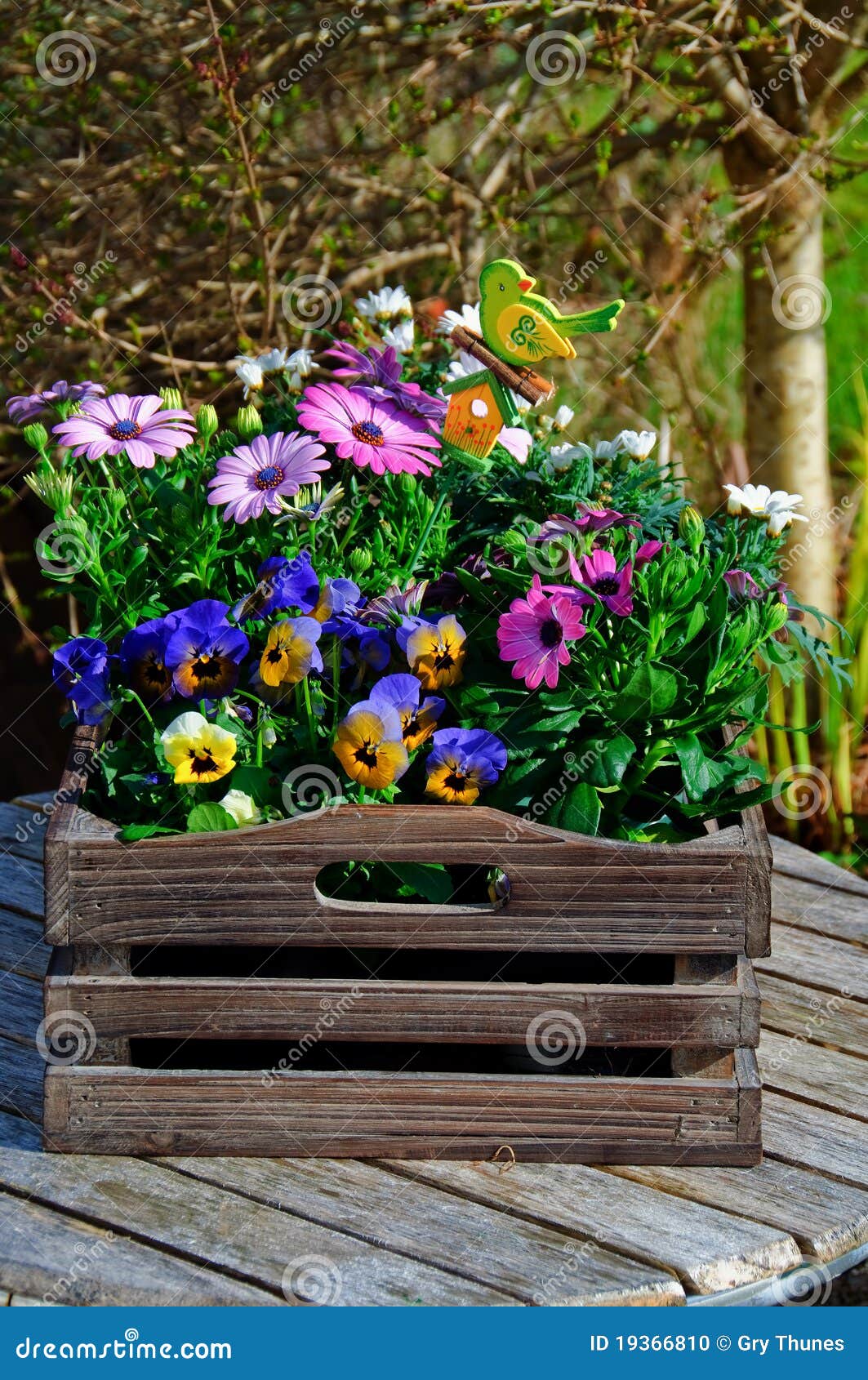 Summer Flowers in a Wooden Box Stock Photo Image of yellow, blue