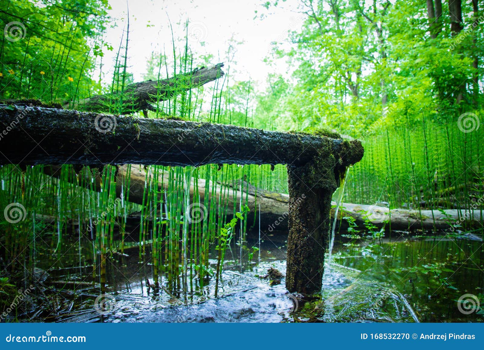 Peaceful And Beautiful Forest Brook Summer Background Stock Photo Image Of Natural Spring