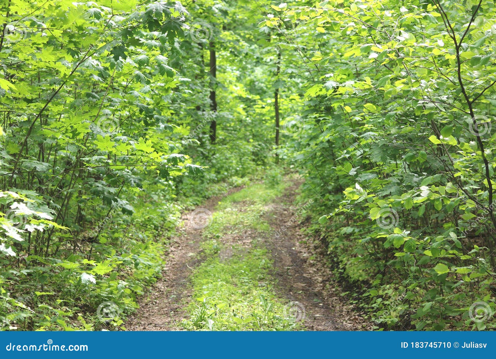 Summer Forest Landscape With Green Plants Forest Trees And Forest Road