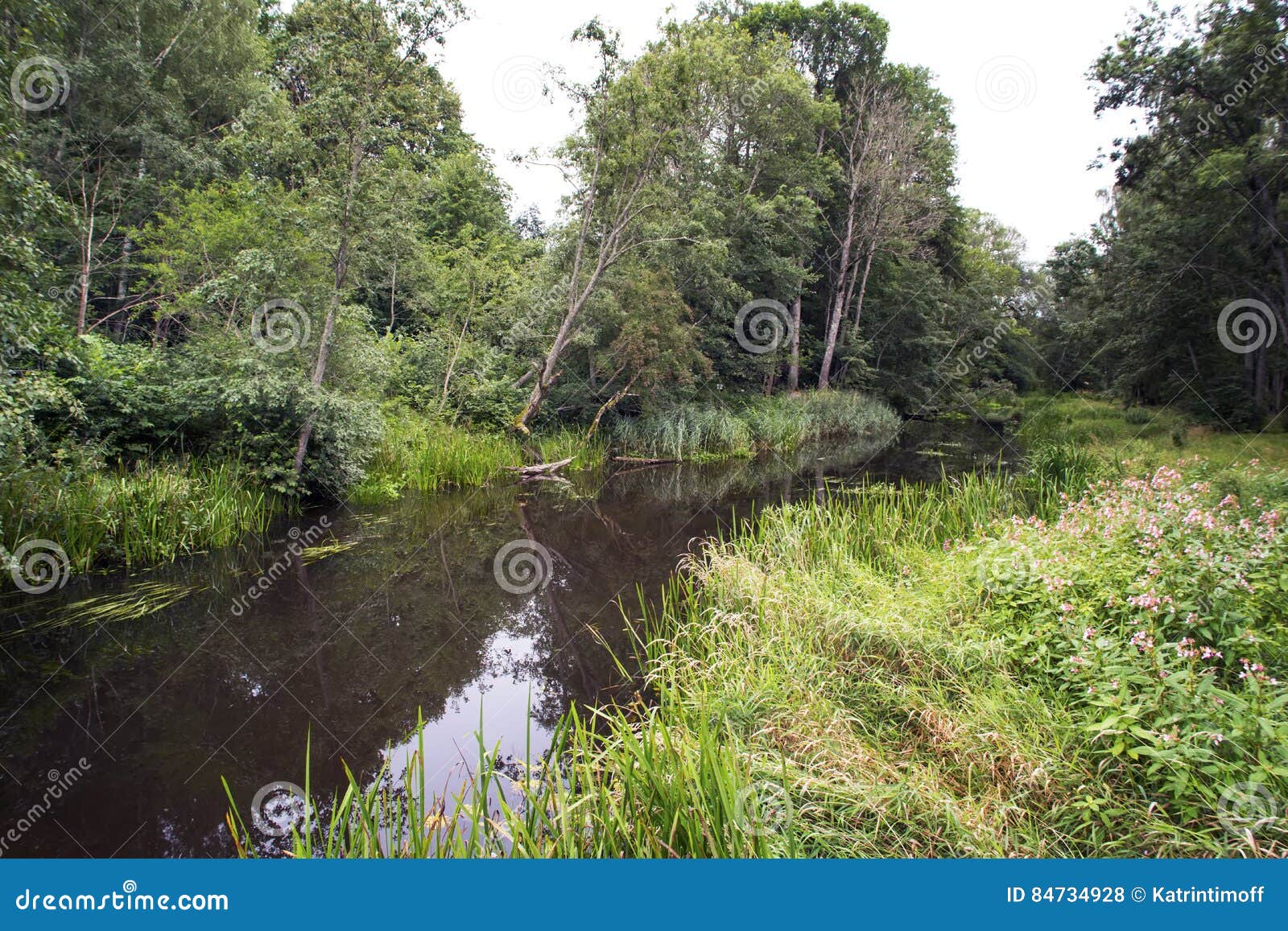 summer forest landscape with the river