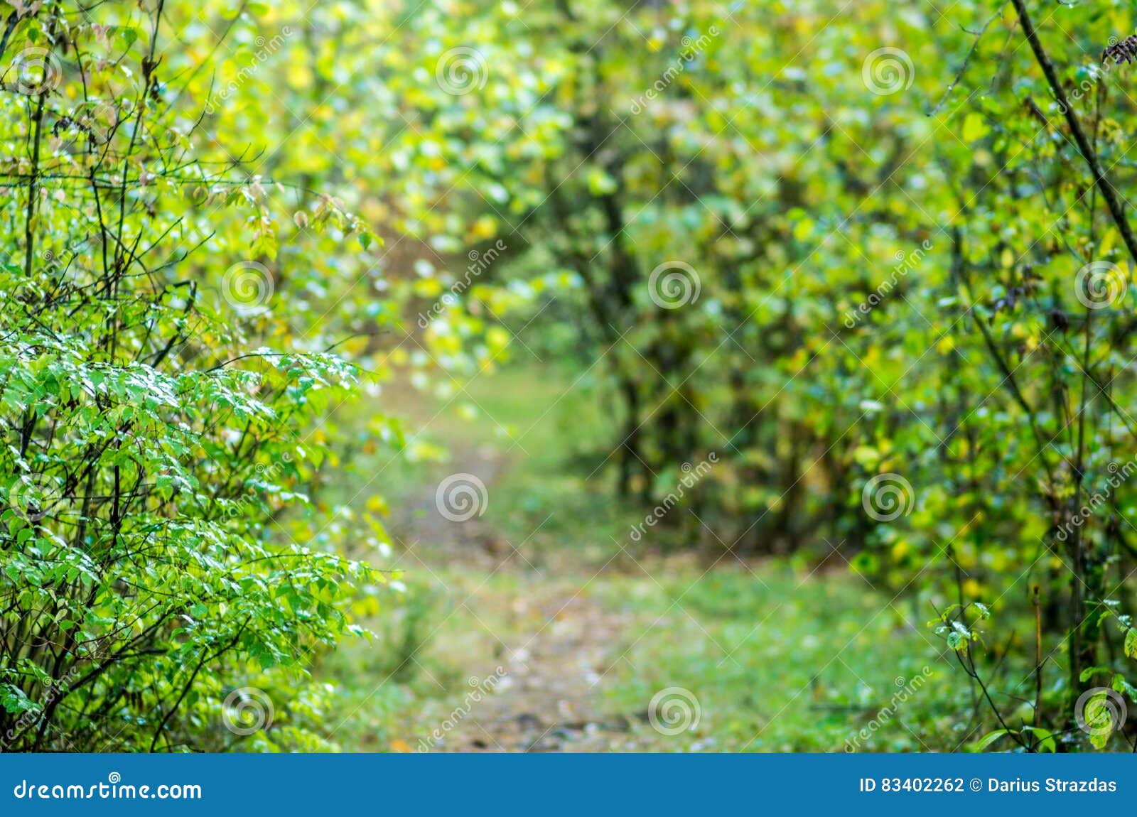 summer forest tunel