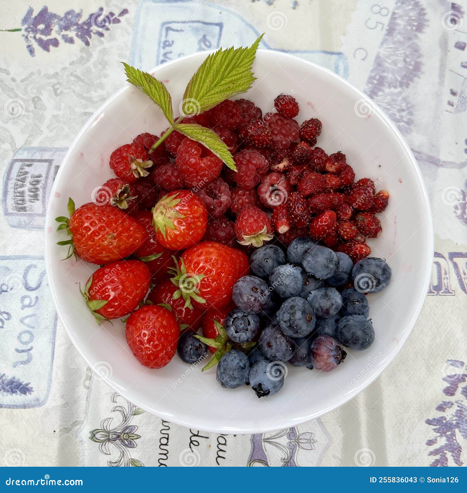 Summer Fruits From The Garden Healthy And Tasty Snack Stock Image roe2qxbb5ocid1pvv72s-syk-cjpsu1n0lmd3mdkwmoyo9tpdr7trb-kh94cdgckjxo4p