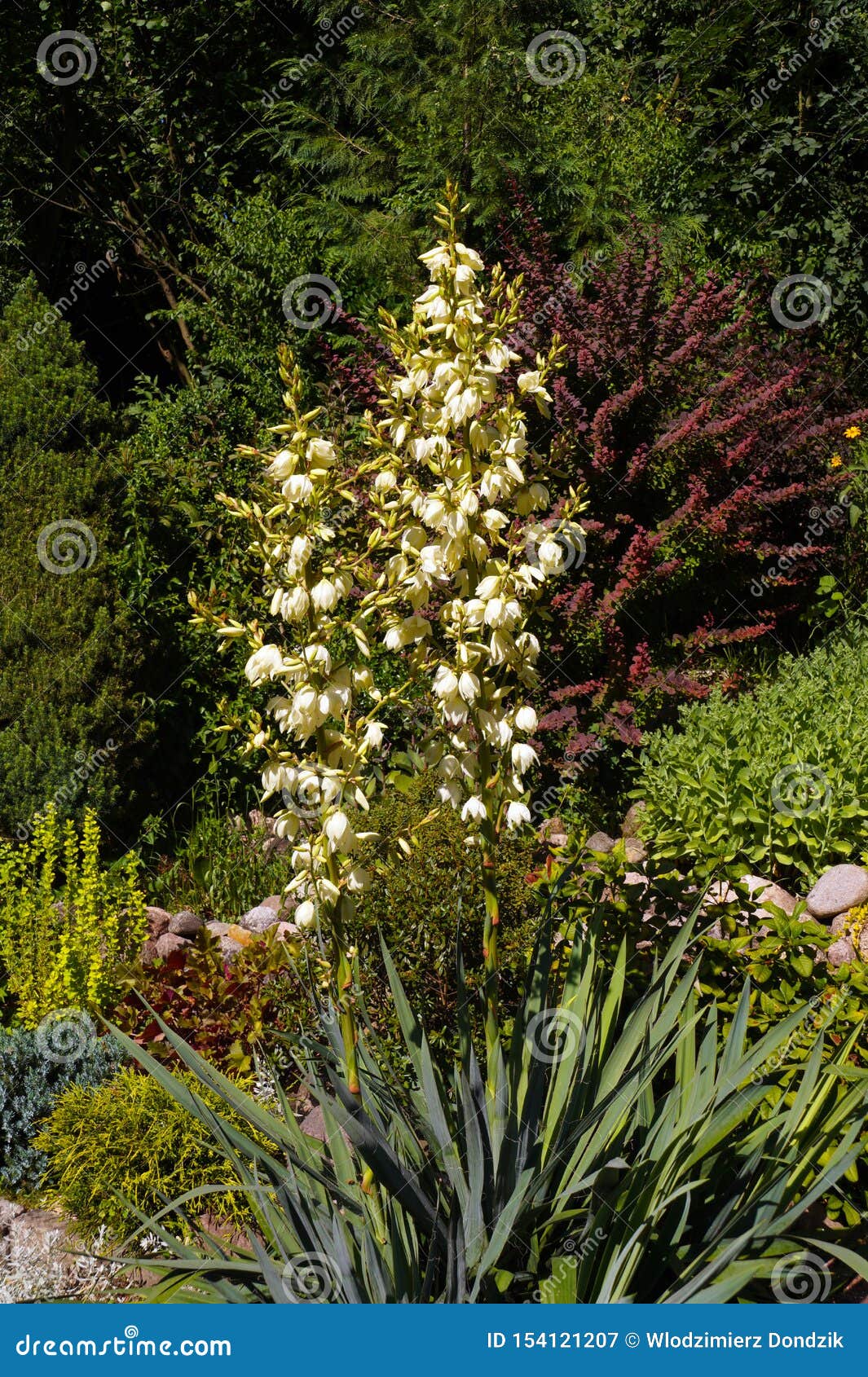 Summer Garden In The Foreground A Flourishing Yucca Filamentosa