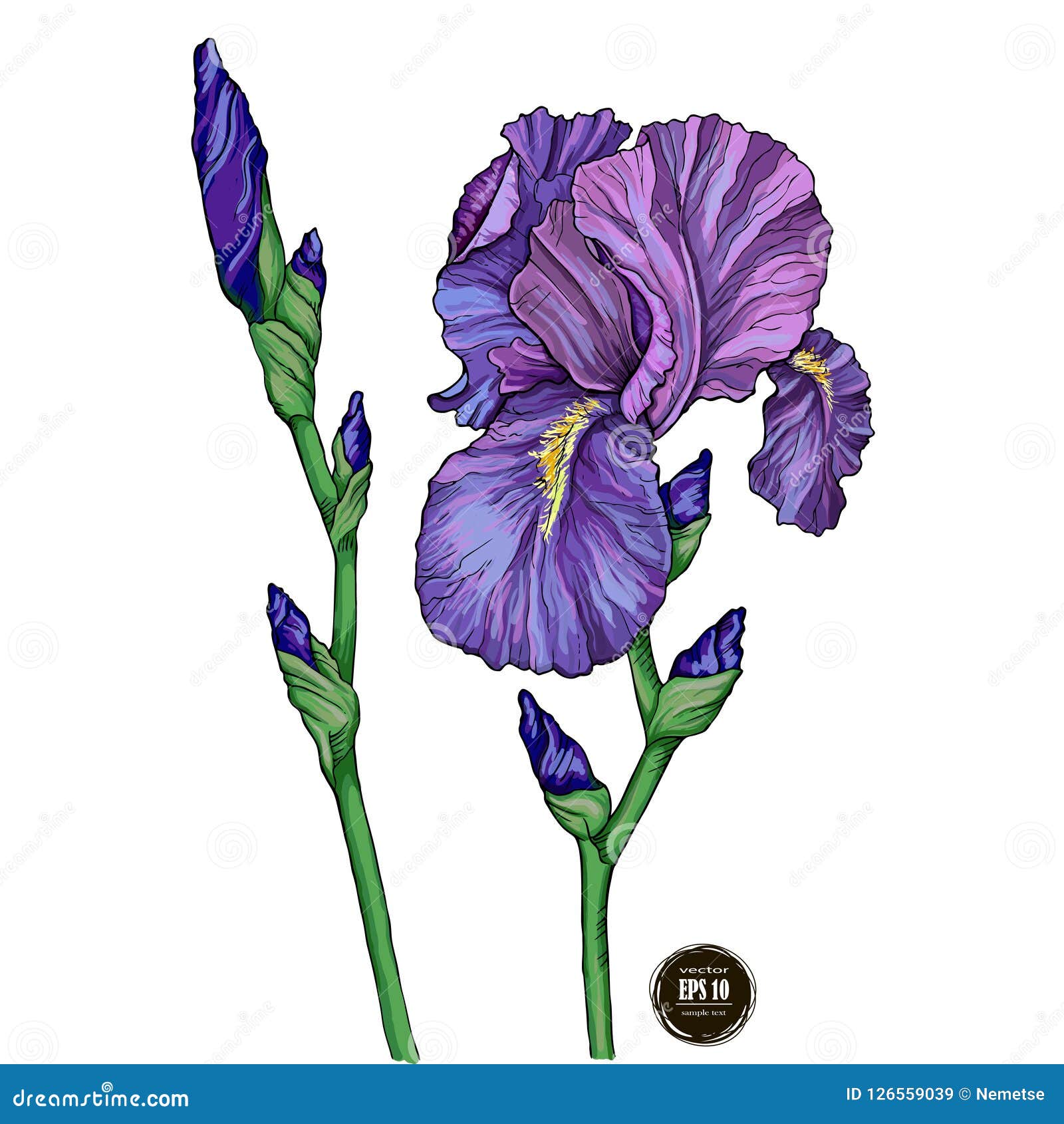 Set Three Irises Isolated On White Background Vector Image