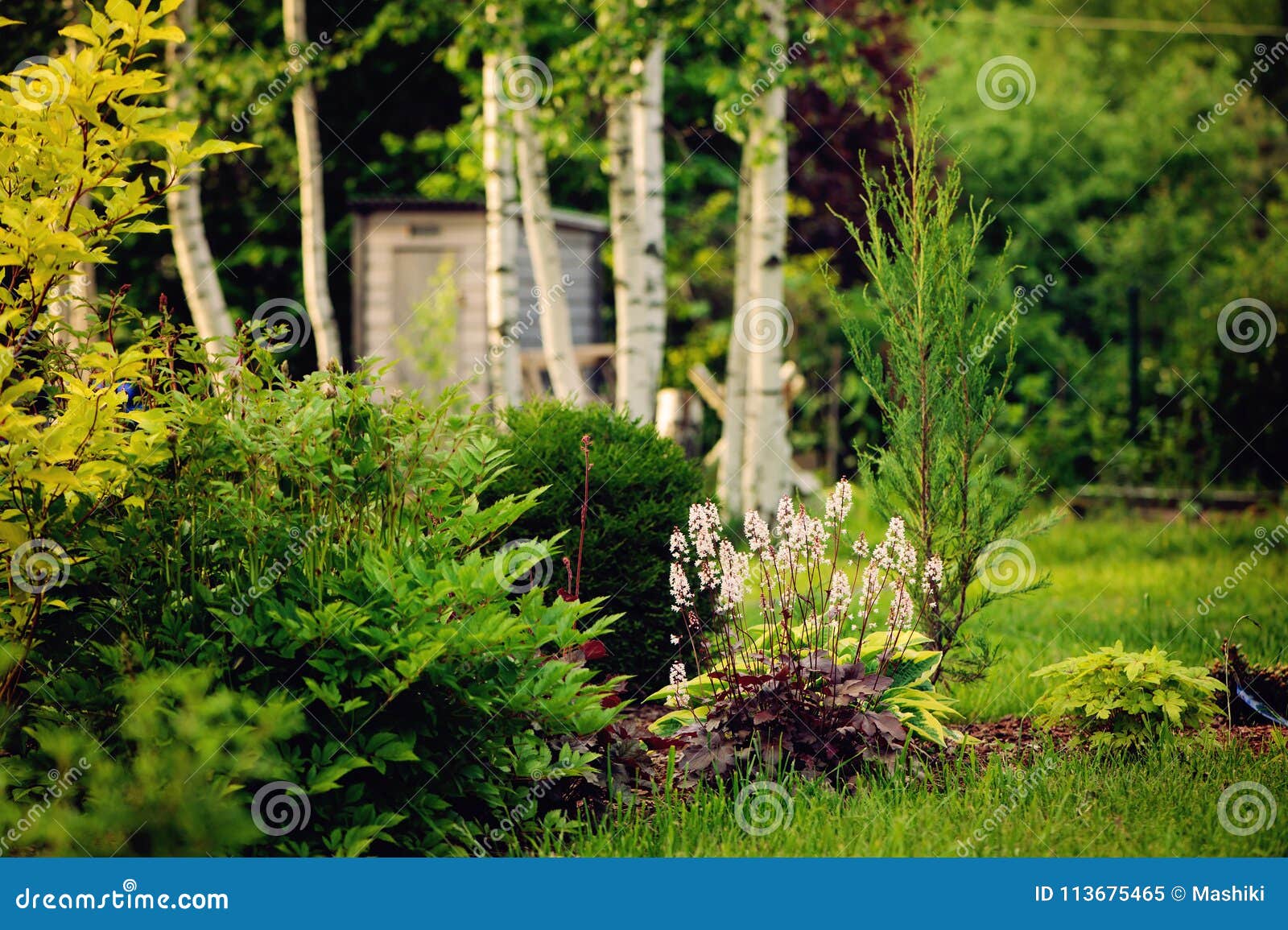 summer garden view with conifers, perennial and birch trees
