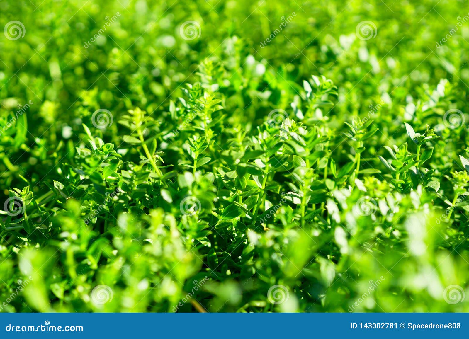 Summer Green Leaves Background Stock Image Image of green, focus