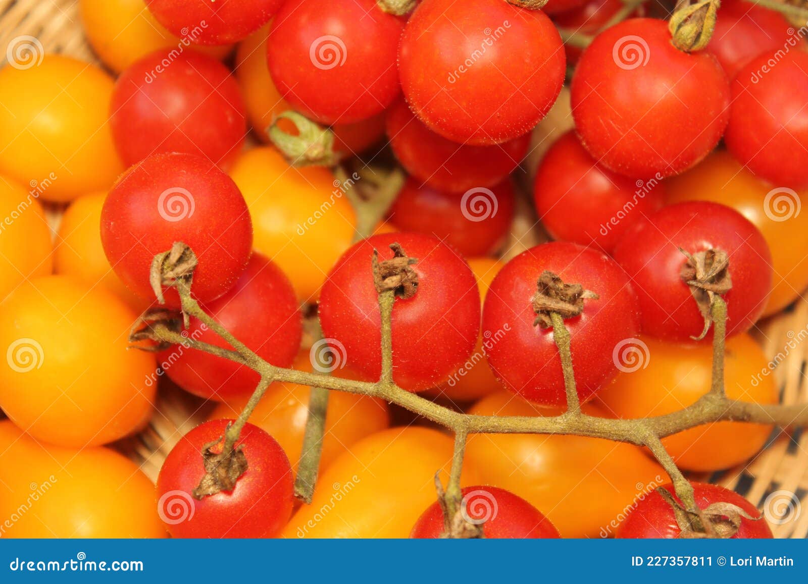 Summer Harvest of Red and Yellow Cherry Tomatoes Close Up Stock Image