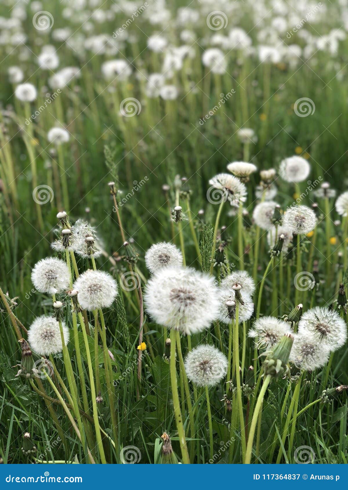 Nature flush stock image. Image of summer, nature, grass 117364837