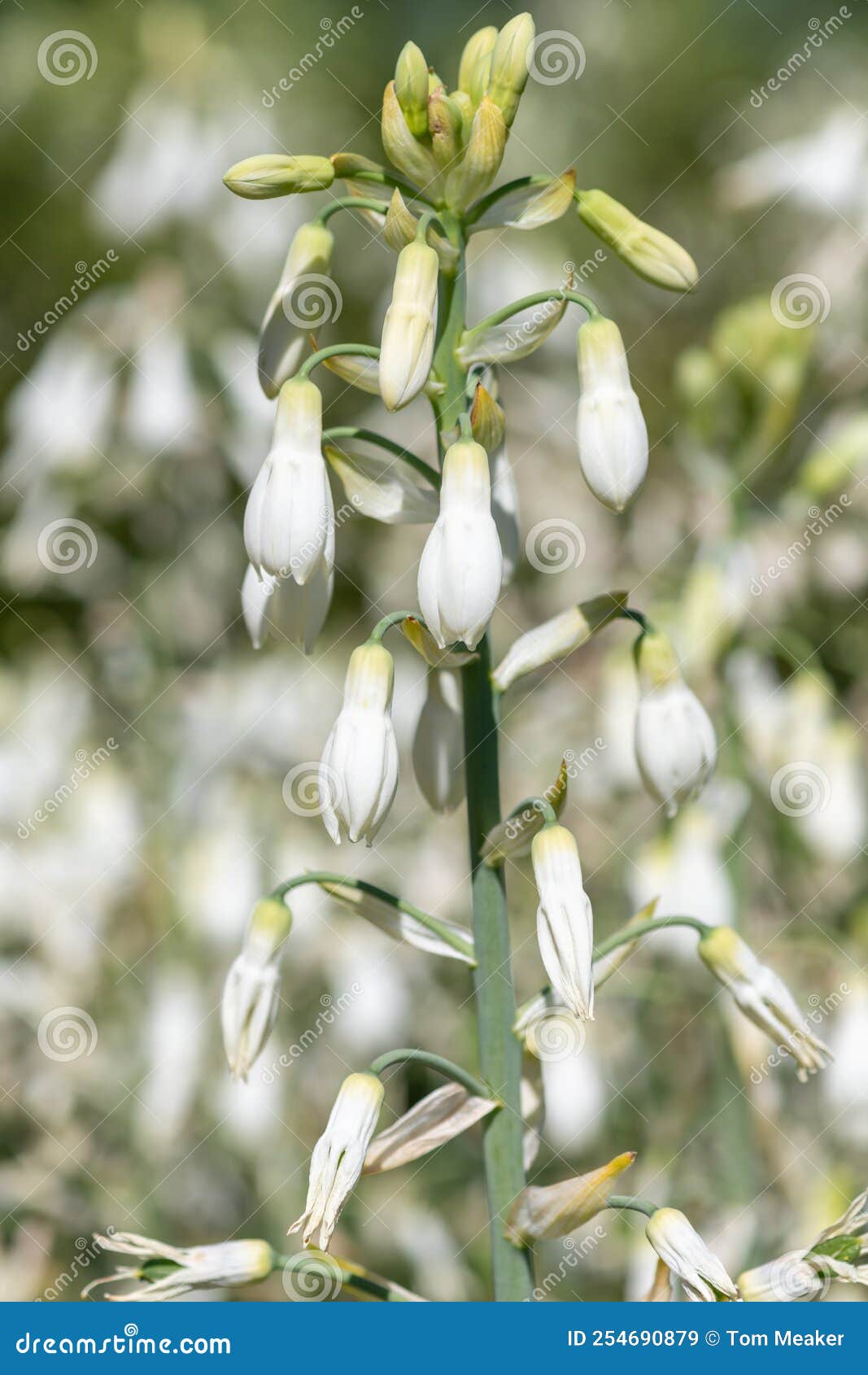 summer hyacinth galtonia candicans flowers