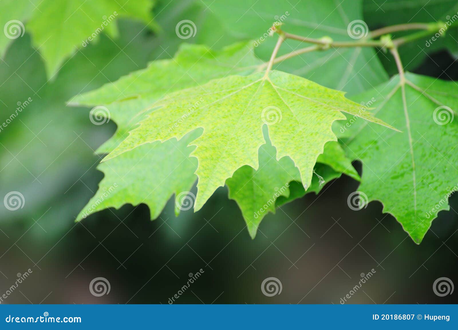 Summer Indus Leaves Background Stock Image - Image of grapes, lush ...