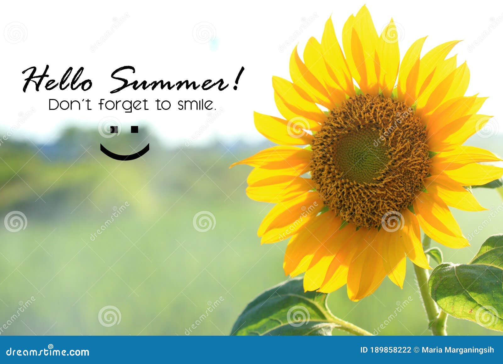 Summer Inspirational Quote Hello Summer Do Not Forget To Smile With Smiling Sunflower Blossom On A Field Summer Card And Stock Photo Image Of Bright Garden