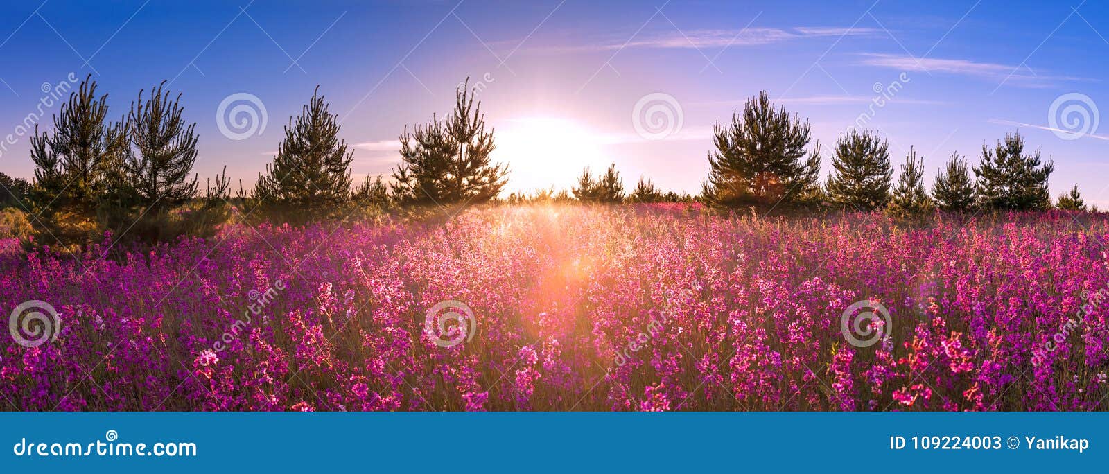 summer landscape with the blossoming meadow, sunrise