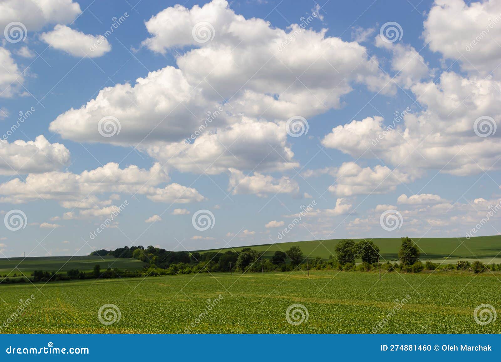 Summer Landscape with Hilly Green Field and Forest in the Distance