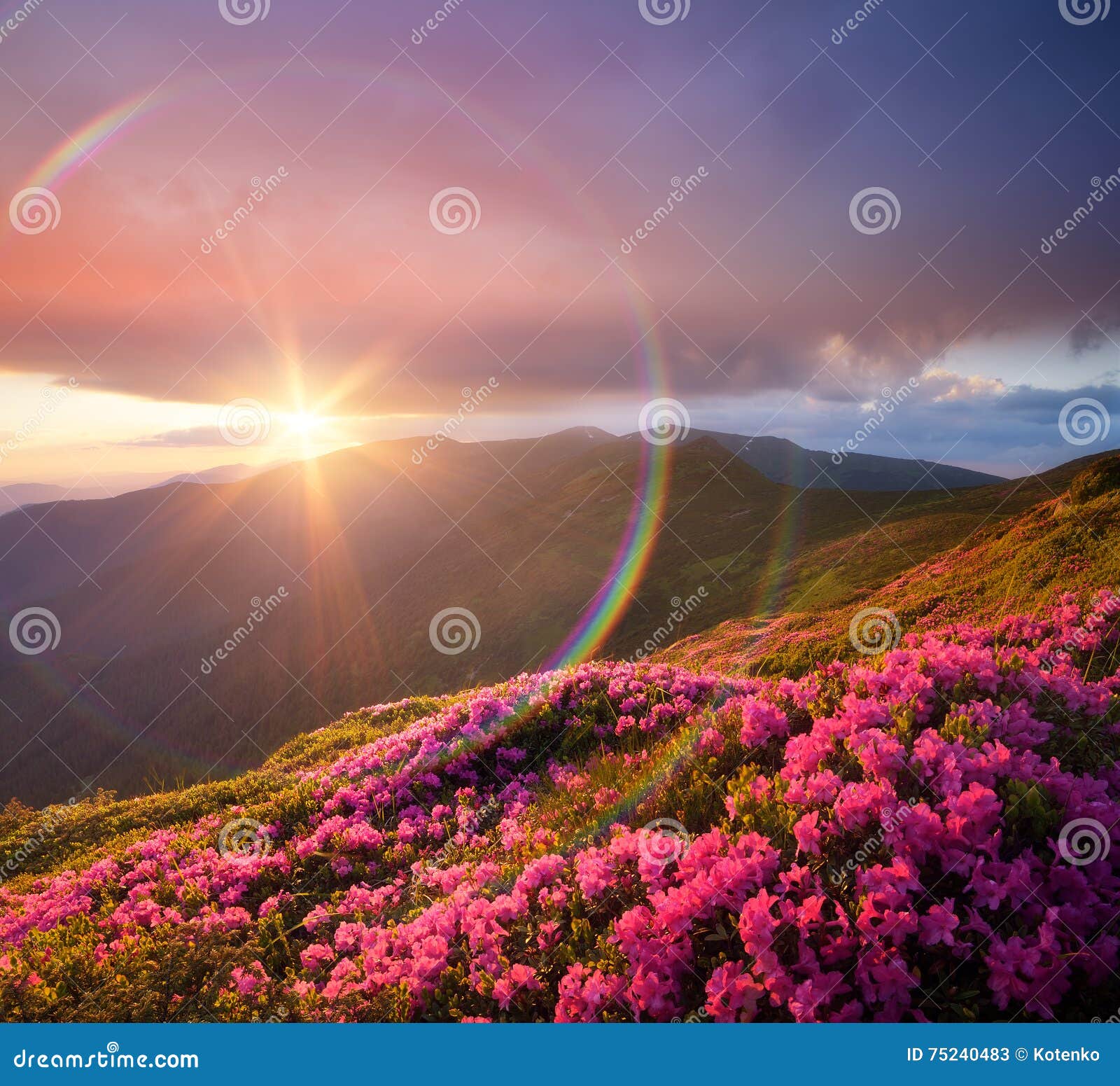 Summer Landscape With Meadow Pink Rhododendron Flowers In The Mo Stock