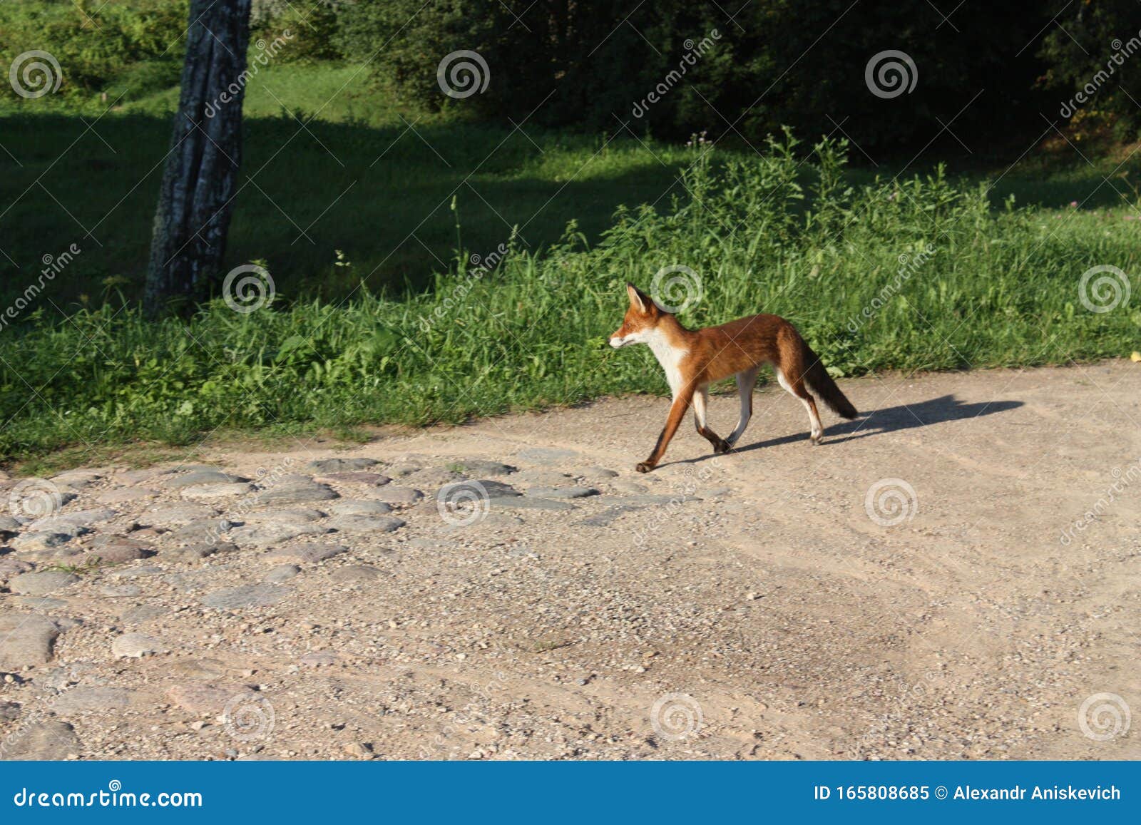 Summer Landscape with Running Red Fox Stock Image Image of landscape, shrub 165808685