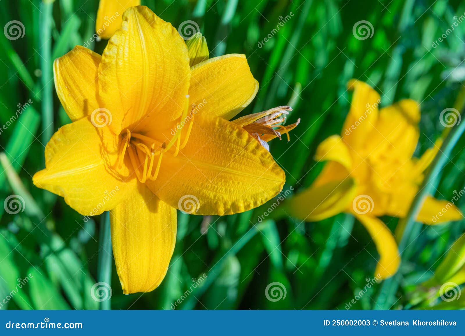 In Summer, Large Yellow Lilies Bloom in the Garden. Macro Stock Image