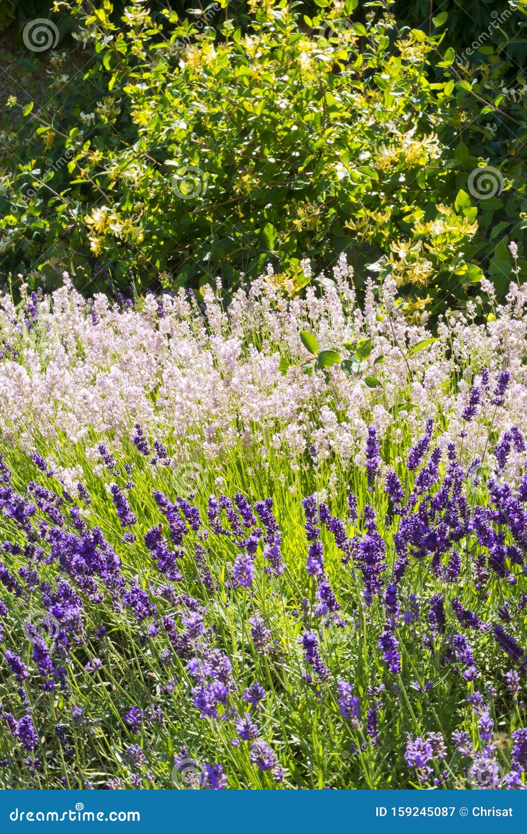 Summer Lavender Garden Border Stock Image Image of colourful