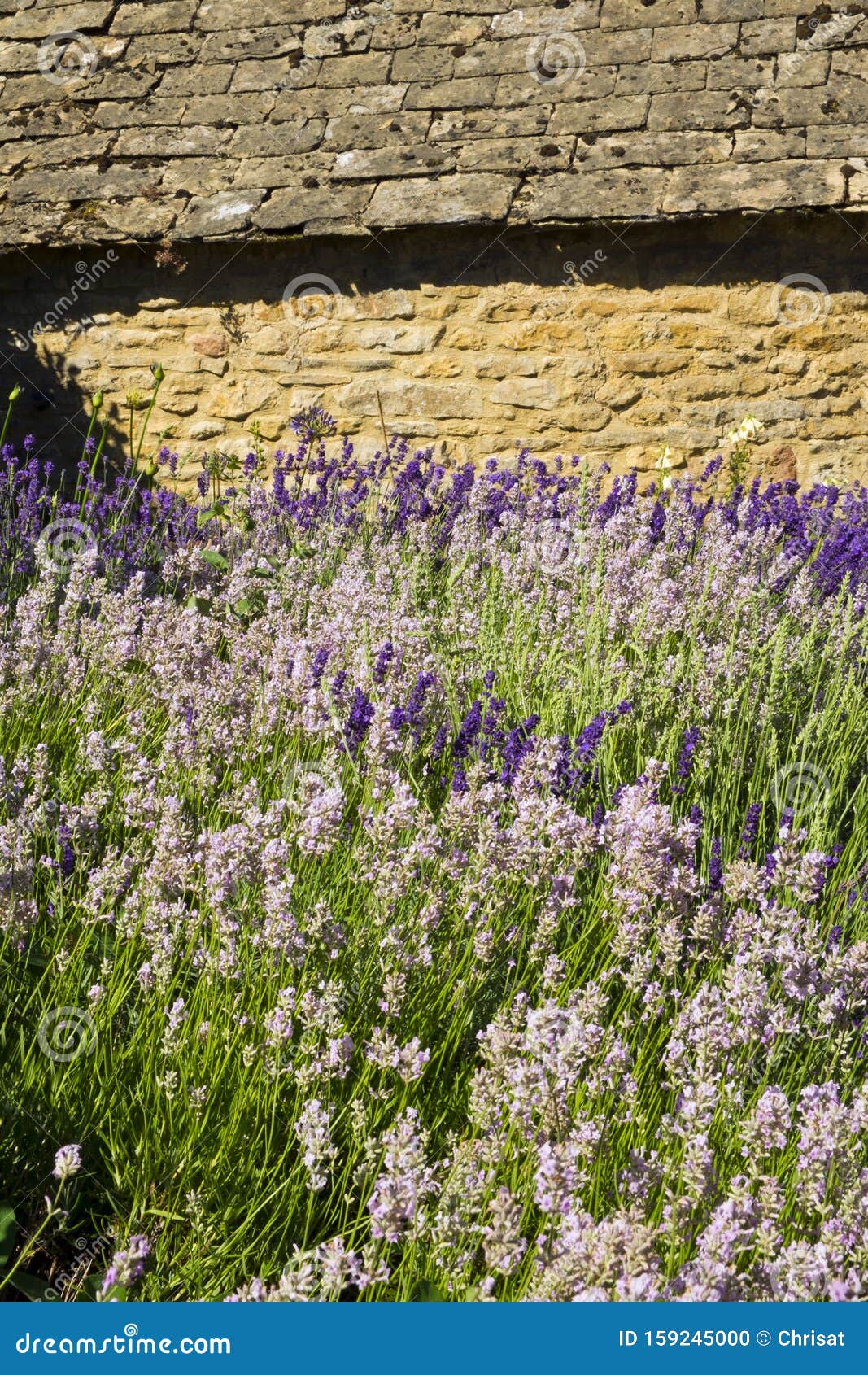 Summer Lavender Garden Border Stock Photo Image of cottage, europe