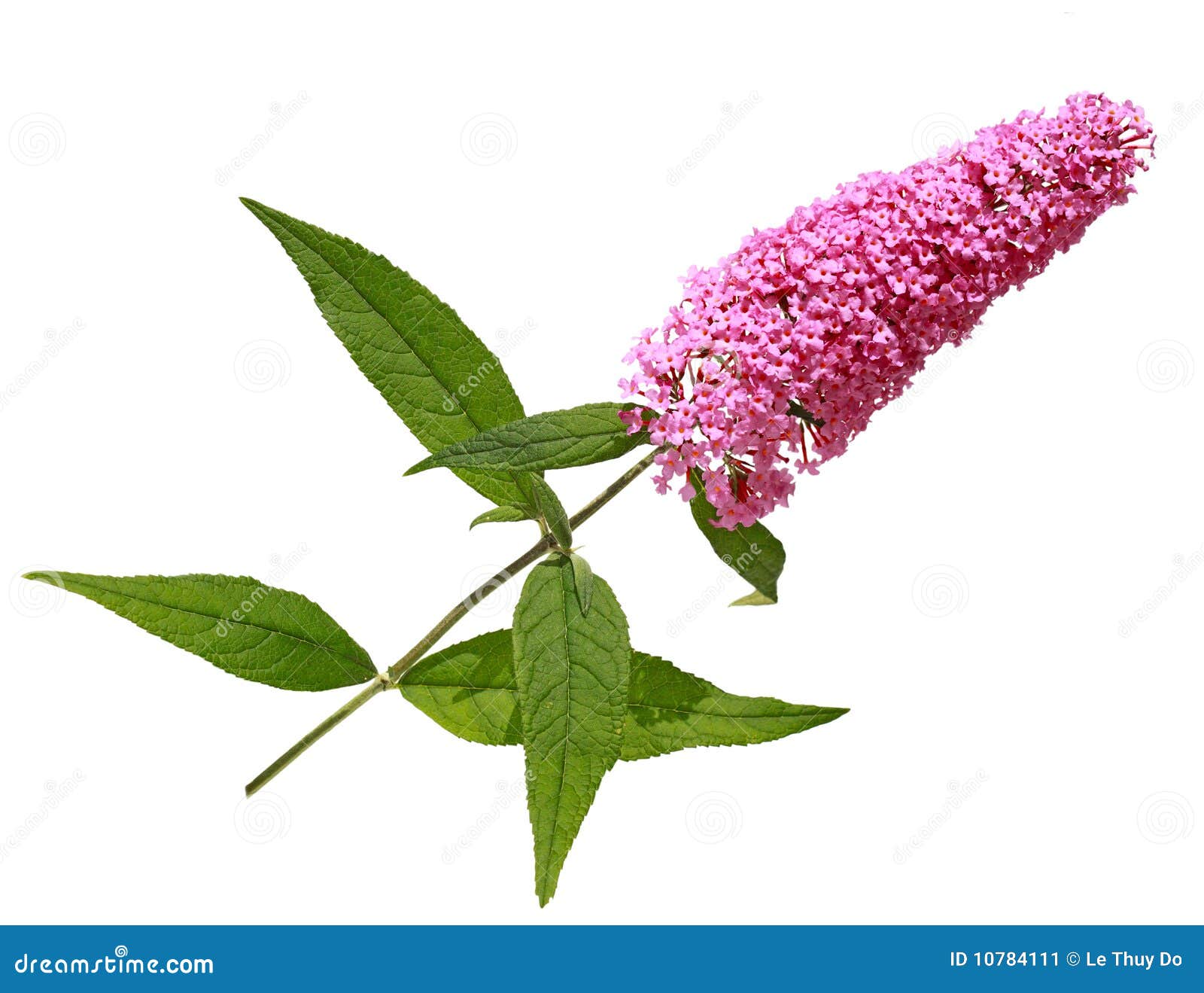 Butterfly Bush With Monarch Butterfly RoyaltyFree Stock Image