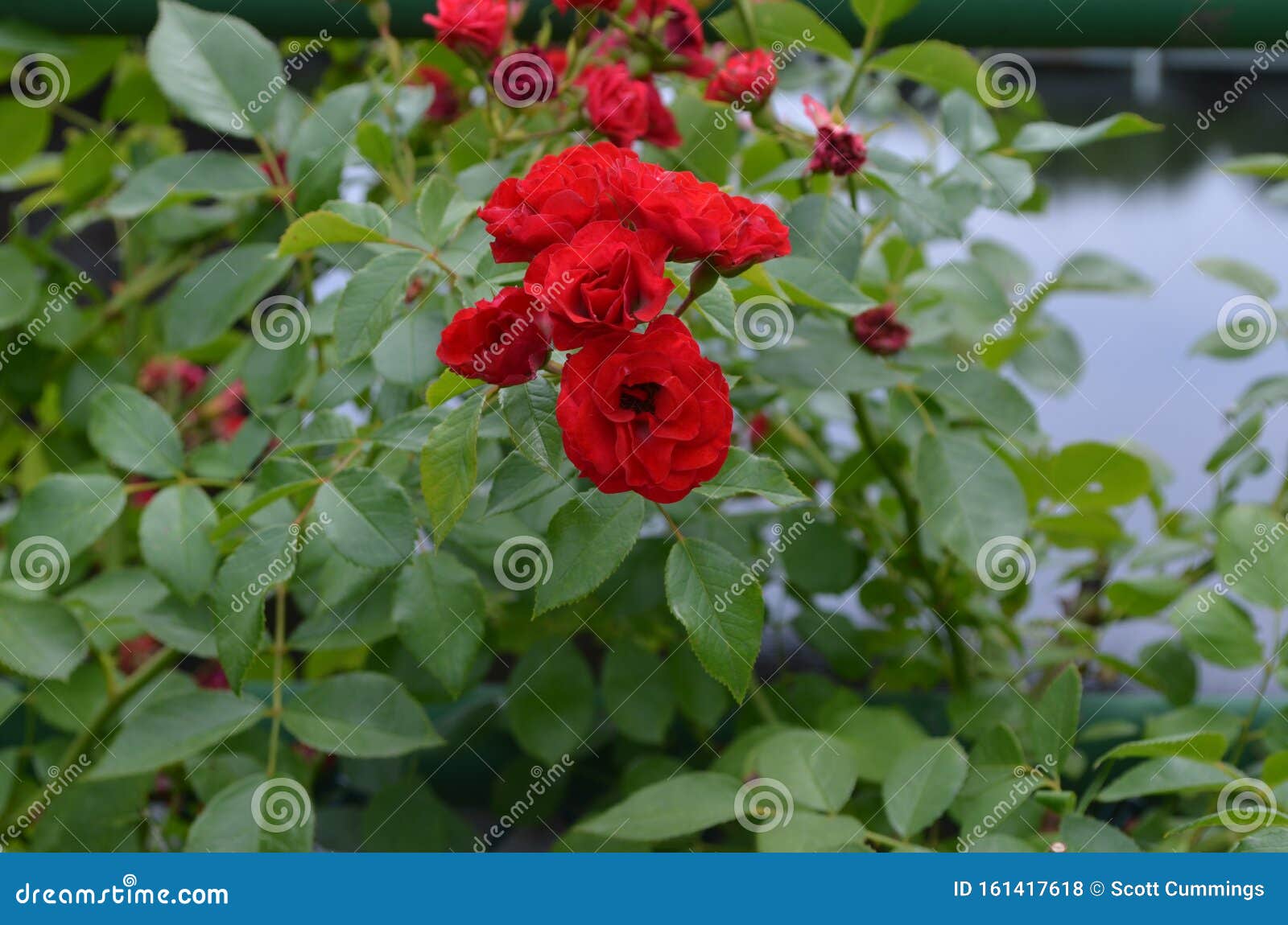 Summer in Massachusetts Red Roses in Bloom Stock Photo Image of bush