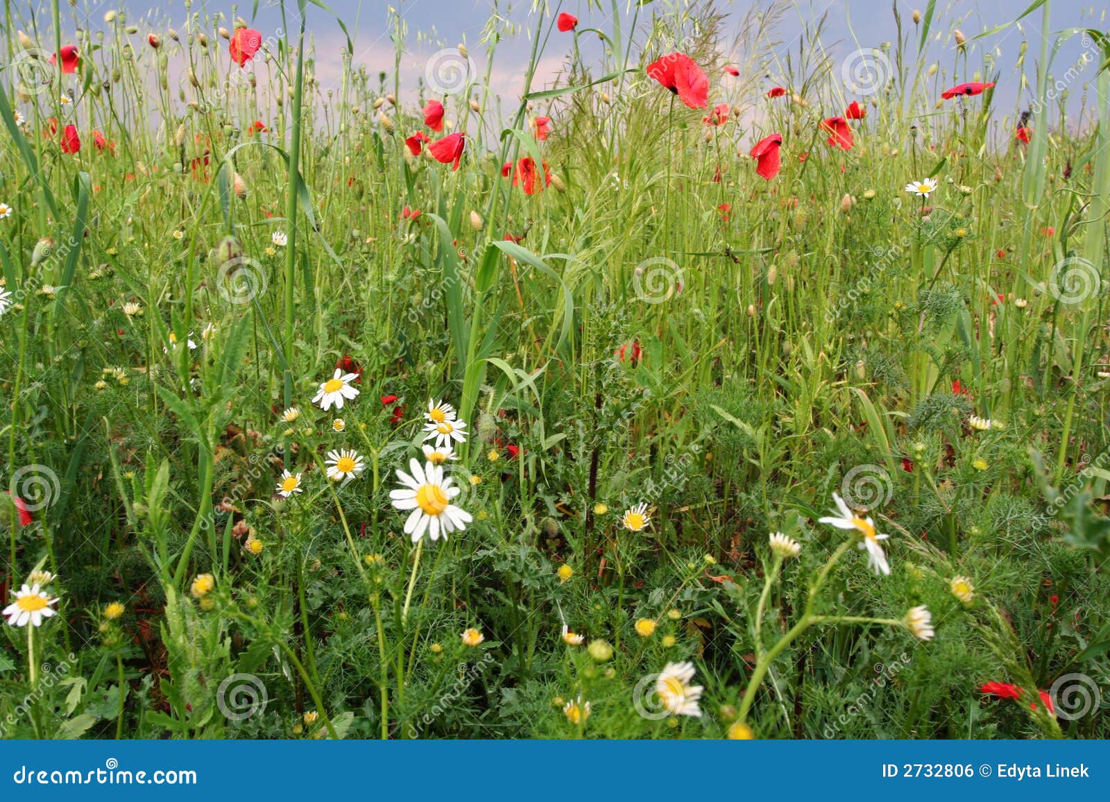 Summer meadow. Wild summer flowers in meadow in a sunny day