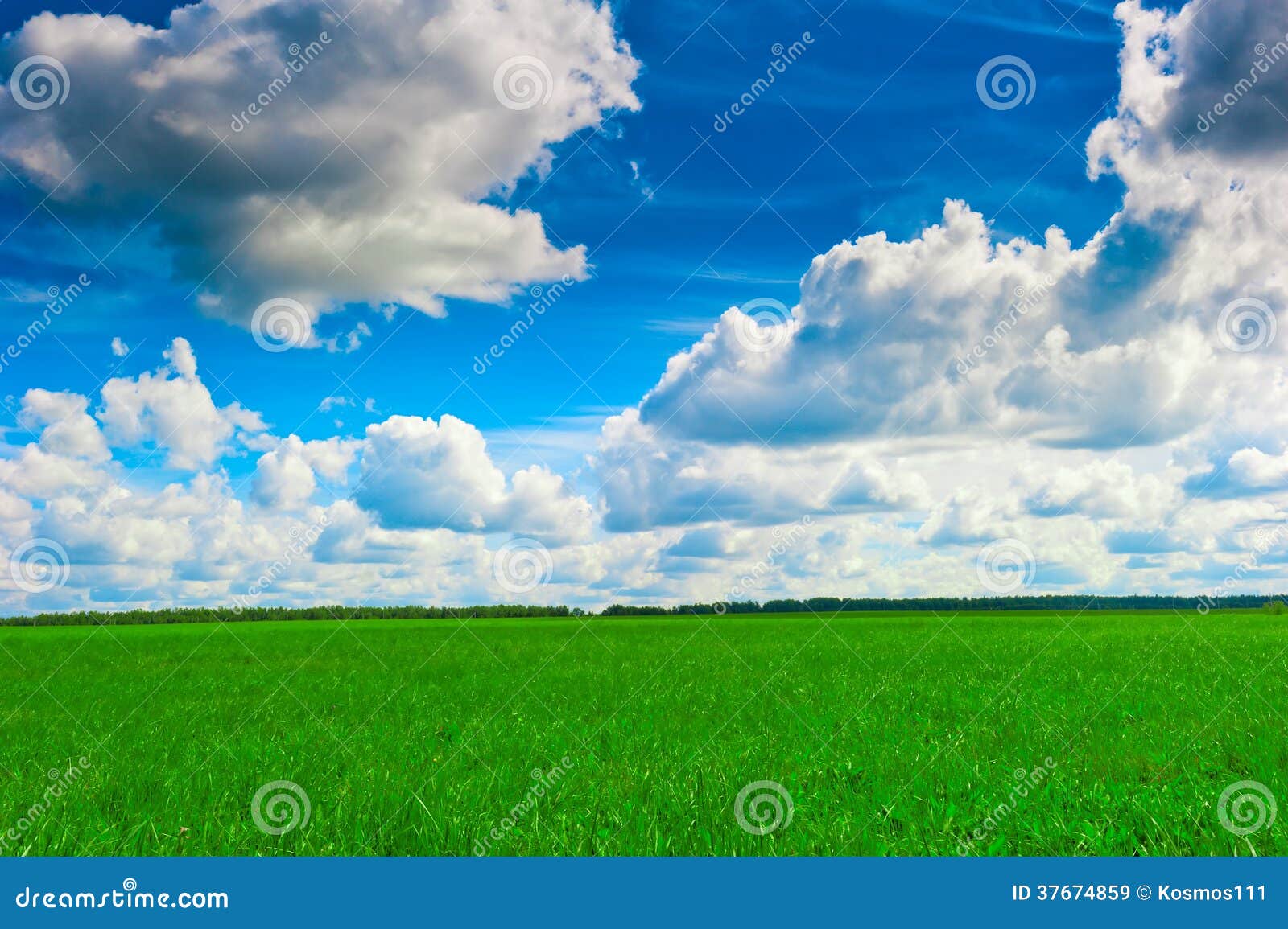 Summer Meadow and Forest on the Horizon Stock Image Image of horizon
